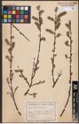 Foto von Salix aurita L.
